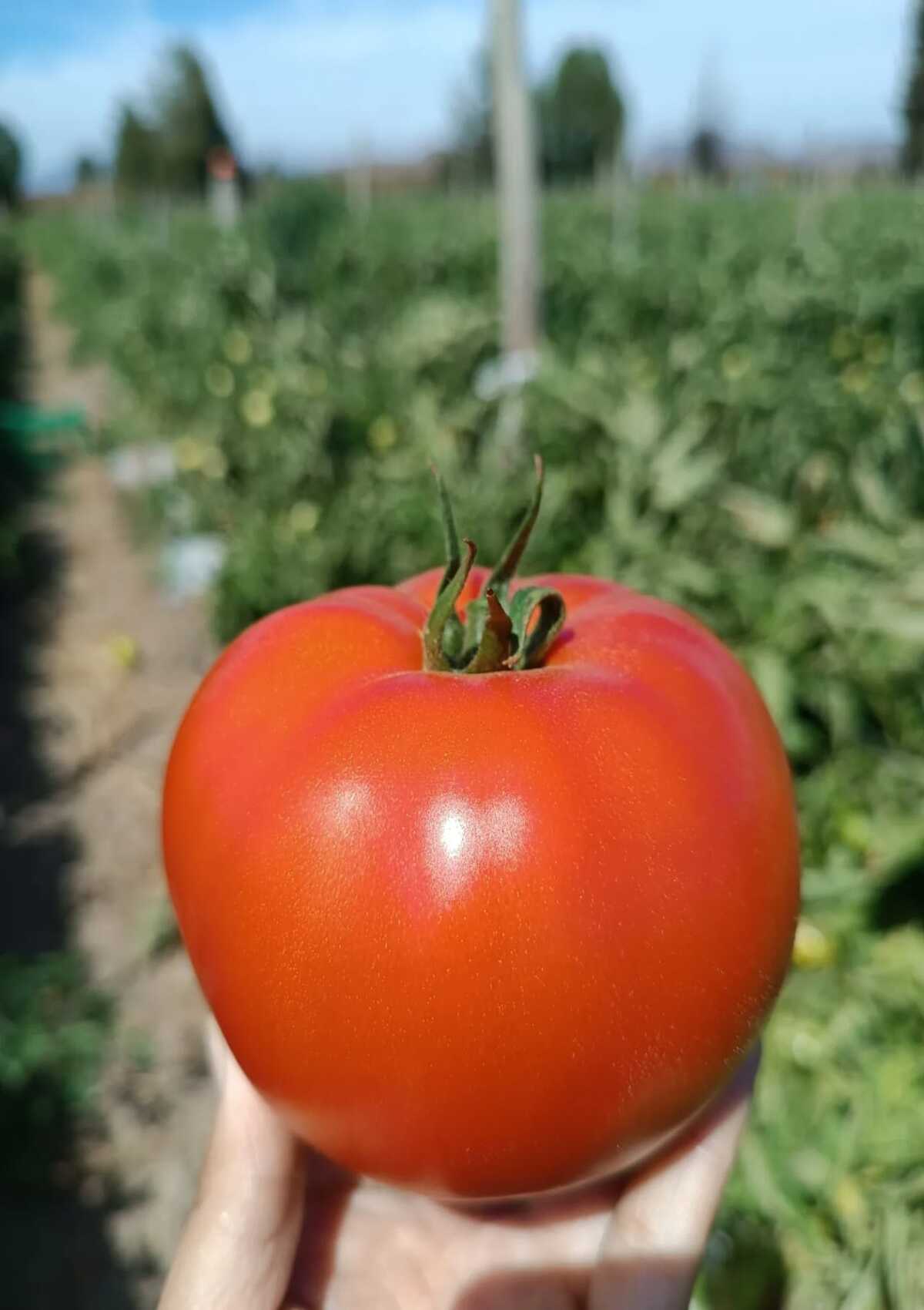 Gigante Rojo Plantec