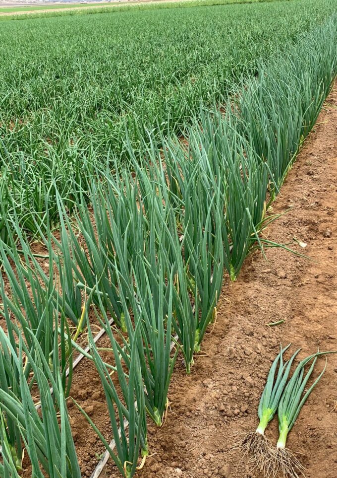 WhatsApp Image 2022-04-13 at 9.24.08 AM WhatsApp Image 2022-04-13 at 9.24.08 AM