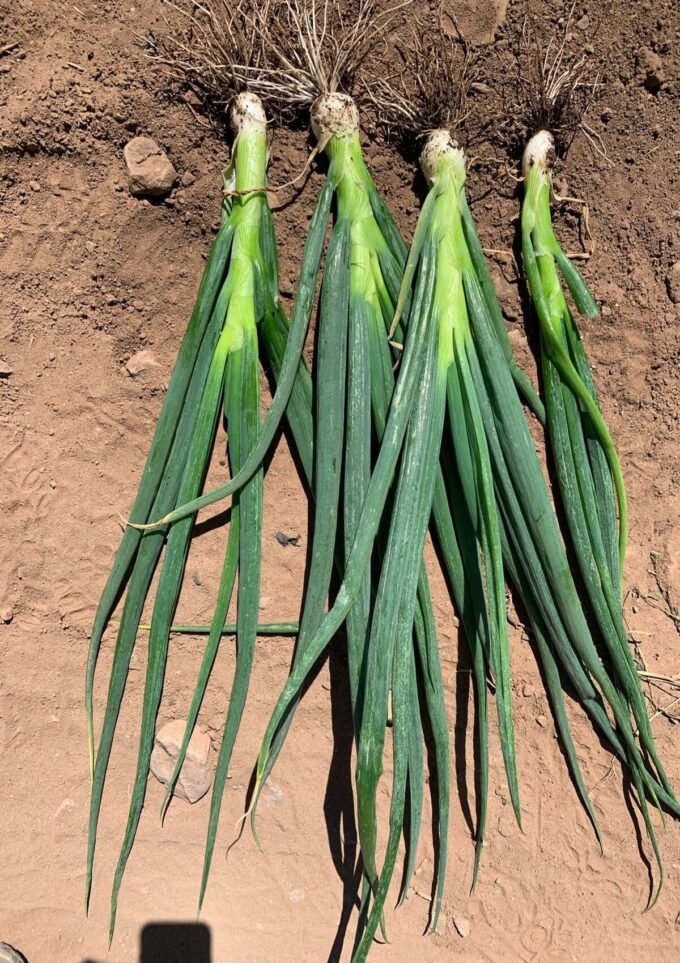 WhatsApp Image 2022-04-13 at 9.27.07 AM WhatsApp Image 2022-04-13 at 9.27.07 AM