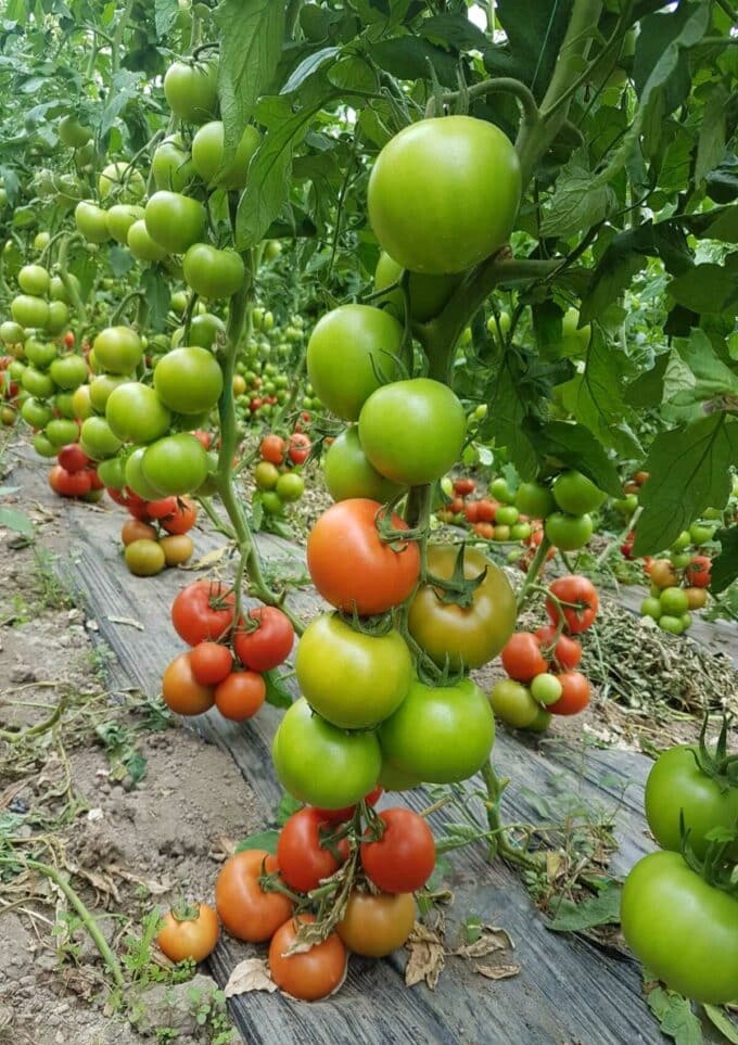 WhatsApp Image 2023-02-24 at 6.45.52 PM WhatsApp Image 2023-02-24 at 6.45.52 PM