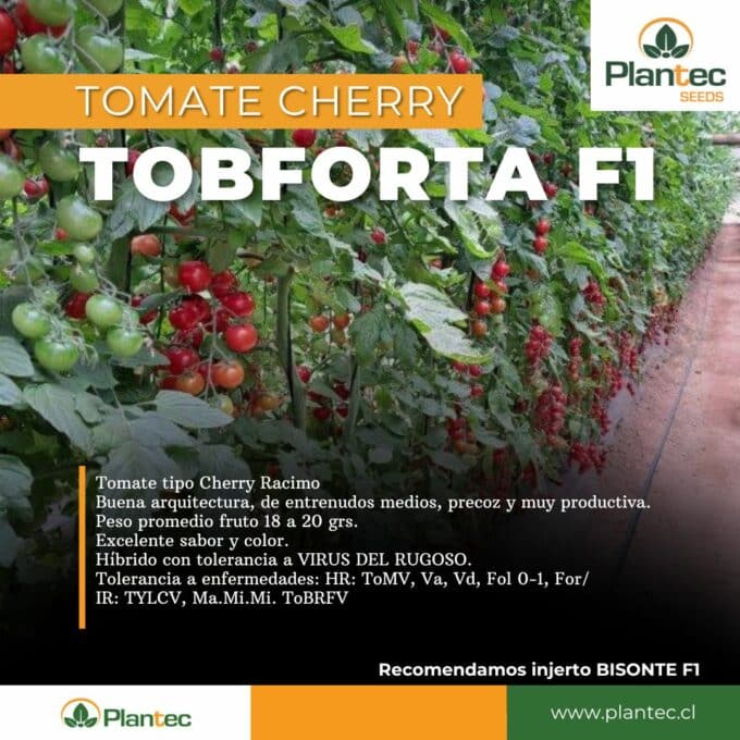 TOBFORTA-F1.jpg