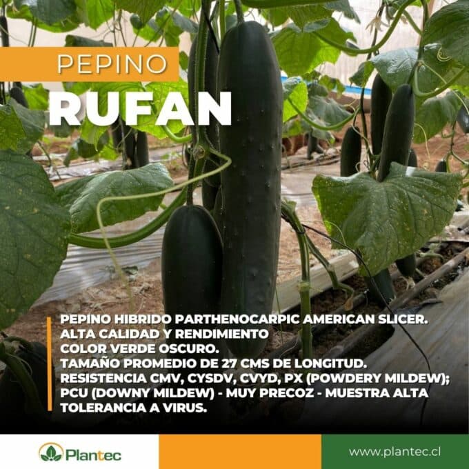 rufan