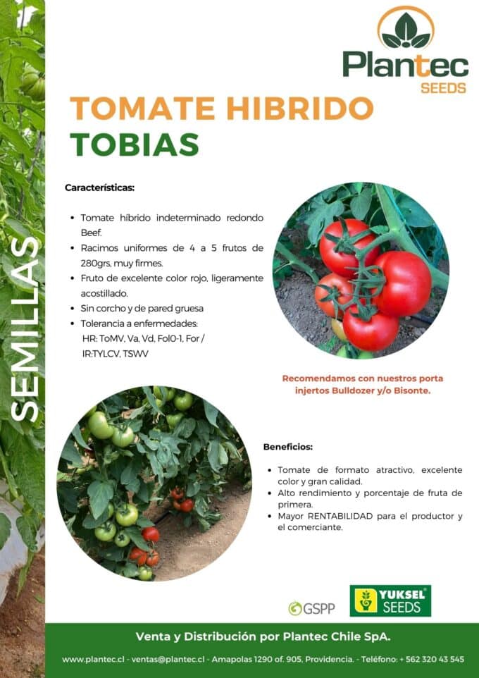 Tomate Tobias